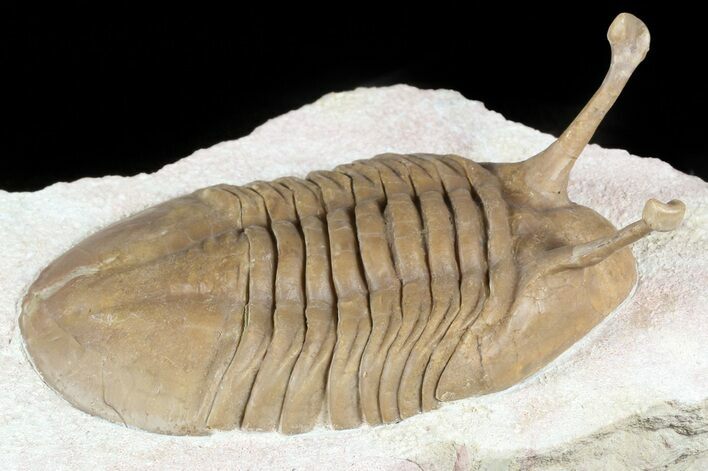 Large, Stalk-Eyed Asaphus Kowalewskii Trilobite - #45981